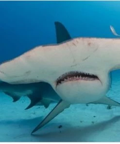 Brainstorm Toys Zaklampprojector Shark - Haaien -leerzame-spellen Verkoopwinkel 550x349 4