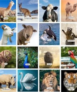 Huurdies Cadeautip! Educatief Dieren Memory Spel - Dierenspel - Dierensoorten Spel - Memoryspel Dieren Met Bijhorende Benamingen- Memory Spel - 70 Kaarten - Schoencadeautjes Sinterklaas