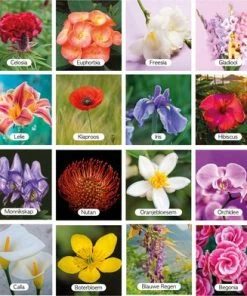 Huurdies Cadeautip! Educatief Bloemen Memory Spel - Bloemen Soorten - Educatief Memory Spel - 70 Stuks - Schoencadeautjes Sinterklaas