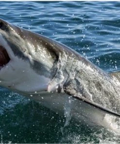 Brainstorm Toys Zaklampprojector Shark - Haaien -leerzame-spellen Verkoopwinkel 550x393 12