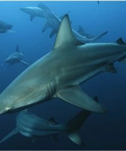 Brainstorm Toys Zaklampprojector Shark - Haaien -leerzame-spellen Verkoopwinkel 550x441 2