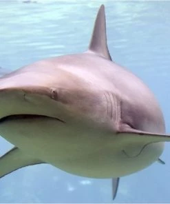 Brainstorm Toys Zaklampprojector Shark - Haaien -leerzame-spellen Verkoopwinkel 550x446 6