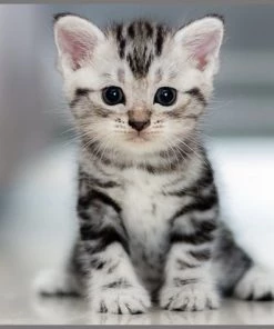 Brainstorm Toys Zaklampprojector Schattige En Knuffelige Dieren -leerzame-spellen Verkoopwinkel 550x474 10