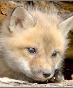 Brainstorm Toys Zaklampprojector Schattige En Knuffelige Dieren -leerzame-spellen Verkoopwinkel 550x474 11