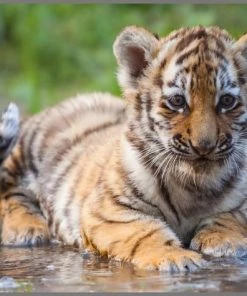 Brainstorm Toys Zaklampprojector Schattige En Knuffelige Dieren -leerzame-spellen Verkoopwinkel 550x474 12