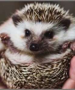 Brainstorm Toys Zaklampprojector Schattige En Knuffelige Dieren -leerzame-spellen Verkoopwinkel 550x474 13