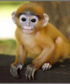 Brainstorm Toys Zaklampprojector Schattige En Knuffelige Dieren -leerzame-spellen Verkoopwinkel 550x474 14