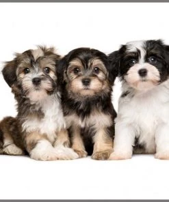 Brainstorm Toys Zaklampprojector Schattige En Knuffelige Dieren -leerzame-spellen Verkoopwinkel 550x474 16