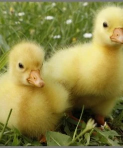 Brainstorm Toys Zaklampprojector Schattige En Knuffelige Dieren -leerzame-spellen Verkoopwinkel 550x474 17