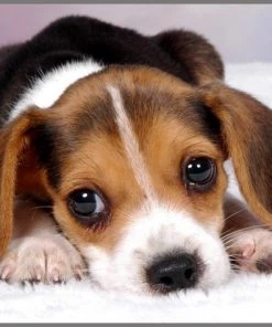 Brainstorm Toys Zaklampprojector Schattige En Knuffelige Dieren -leerzame-spellen Verkoopwinkel 550x474 18