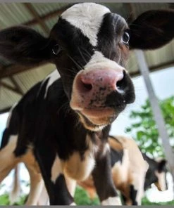 Brainstorm Toys Zaklampprojector Schattige En Knuffelige Dieren -leerzame-spellen Verkoopwinkel 550x474 19