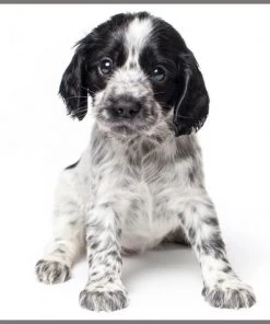 Brainstorm Toys Zaklampprojector Schattige En Knuffelige Dieren -leerzame-spellen Verkoopwinkel 550x474 20