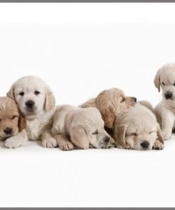 Brainstorm Toys Zaklampprojector Schattige En Knuffelige Dieren -leerzame-spellen Verkoopwinkel 550x474 21