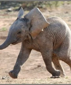 Brainstorm Toys Zaklampprojector Schattige En Knuffelige Dieren -leerzame-spellen Verkoopwinkel 550x474 23