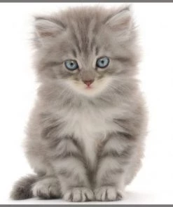 Brainstorm Toys Zaklampprojector Schattige En Knuffelige Dieren -leerzame-spellen Verkoopwinkel 550x474 9