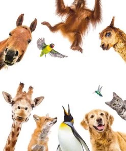 Clementoni Spelend Leren Dierenbingo Educatief Spel -leerzame-spellen Verkoopwinkel 550x702 4